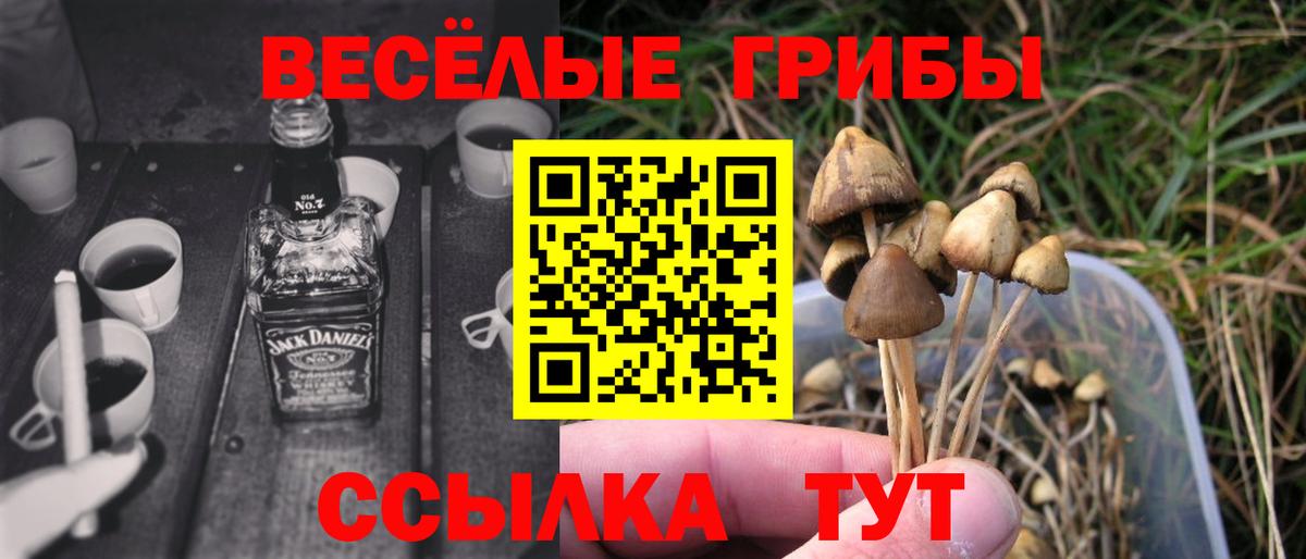 Псилоцибиновые грибы мухоморы  дарнет шоп  Новошахтинск  Вход с VPN  Псилоцибиновые грибы Psilocybe 
